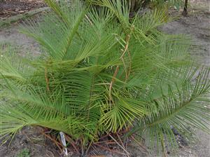 CERATOZAMIA KUESTERIANA X NORSTOGII CROSS BETWEEN TWO RARE SOUTHERN MEXICAN CYCADS
