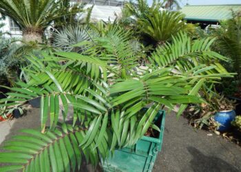 CERATOZAMIA LATIFOLIA “LIKE” CYCAD WITH GREEN WIDE LEAFLETS