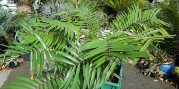 CERATOZAMIA LATIFOLIA “LIKE” CYCAD WITH GREEN WIDE LEAFLETS