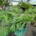 CERATOZAMIA LATIFOLIA “LIKE” CYCAD WITH GREEN WIDE LEAFLETS