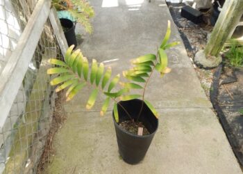 CERATOZAMIA MICROSTROBILIS UNDERSTORY GREEN CYCAD WITH WIDER LEAFLETS