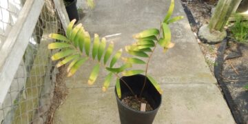 CERATOZAMIA MICROSTROBILIS UNDERSTORY GREEN CYCAD WITH WIDER LEAFLETS