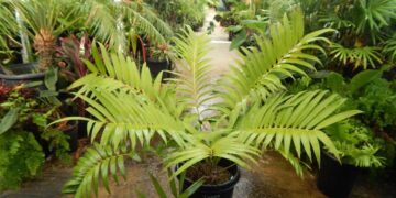 CERATOZAMAIA PALM SOL