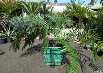 CERATOZAMIA SABATOI