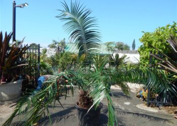 CERATOZAMIA SCHIBLII NEWLY NAMED SPECIES OF CYCAD FROM OAXACA, MEXICO