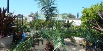CERATOZAMIA SCHIBLII NEWLY NAMED SPECIES OF CYCAD FROM OAXACA, MEXICO