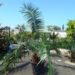 CERATOZAMIA SCHIBLII NEWLY NAMED SPECIES OF CYCAD FROM OAXACA, MEXICO