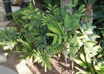 CHAMAEDOREA ADSCENDENS