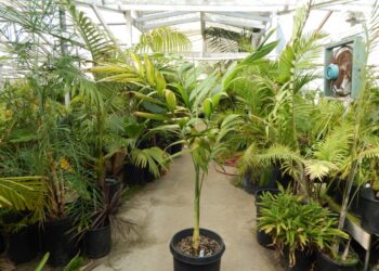 CHAMAEDOREA ARENBERGIANA