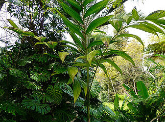 CHAMAEDOREA ARENBERGIANA SINGLE TRUNK UNDERSTORY PALM WITH WIDE LEAFLETS