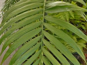 CHAMAEDOREA COSTARICANA ONE OF THE BEST BAMBOO PALMS