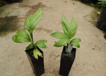 CHAMAEDOREA FRONDOSA