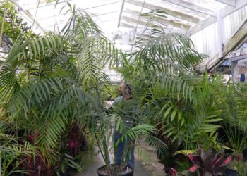CHAMAEDOREA HOOPERIANA
