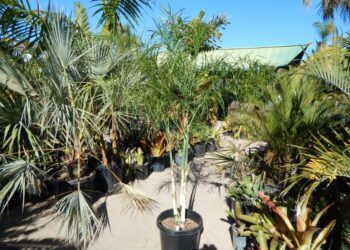 CHAMAEDOREA PLUMOSA