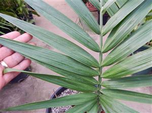 CHAMAEDOREA RADICALIS TRUE TRUNK-LESS, DWARF FORM
