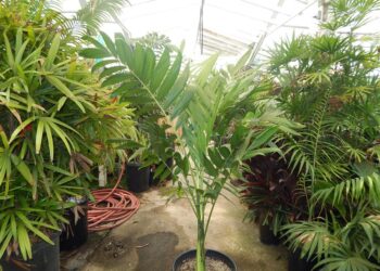 CHAMAEDOREA TEPEJILOTE