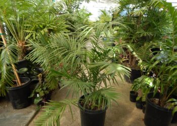 CHAMAEDOREA RADICALIS – TRUNKING FORM