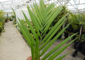 CHAMAEDOREA WOODSONIANA