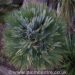 CHAMAEROPS HUMILIS VULCANO SUPER RARE & HARD TO FIND DWARF & COLD HARDY FAN PALM