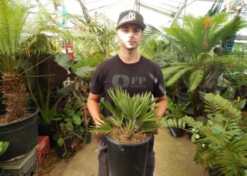 CHAMAEROPS HUMILIS VULCANO