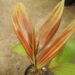 CHAMBEYRONIA HOOKERI THE BLONDE FLAME THROWER PALM