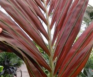 CHAMBEYRONIA MACROCARPA THE FLAME THROWER PALM NEW RED EMERGING LEAF