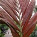 CHAMBEYRONIA MACROCARPA THE FLAME THROWER PALM NEW RED EMERGING LEAF