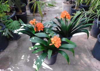 CLIVIA MINIATA
