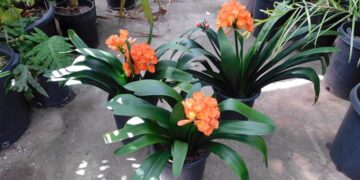 CLIVIA MINIATA