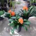 CLIVIA MINIATA