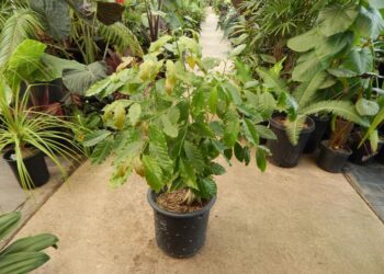 CAFE ARABICA THE COFFEE TREE