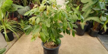 CAFE ARABICA THE COFFEE TREE