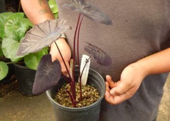 COLOCASIA ESCULENTE BLACK SAPHIRE