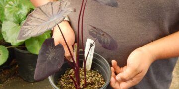 COLOCASIA ESCULENTE BLACK SAPHIRE