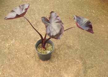 COLOCASIA ESCULENTE BLACK GOBLET
