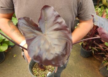 COLOCASIA ESCULENTE BLACK GOBLET