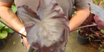 COLOCASIA ESCULENTE BLACK GOBLET