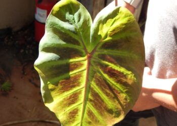 COLOCASIA MAXIMUS GINGANTEA