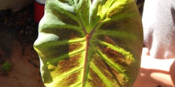 COLOCASIA MAXIMUS GINGANTEA