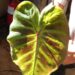 COLOCASIA MAXIMUS GINGANTEA