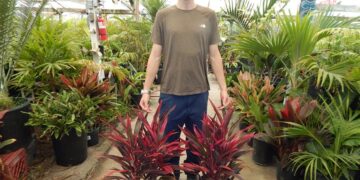 CORDYLINE FRUITICOSA