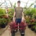 CORDYLINE FRUITICOSA