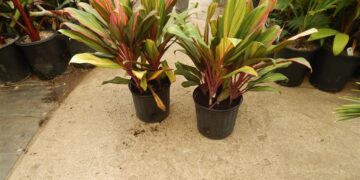 HAWAIIAN CORDYLINE TI PLANTS CORDYLINE FRUITICOSA