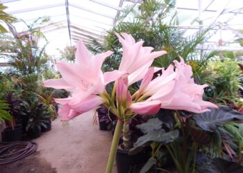 CRINUM POWELLII VAR ROSEA
