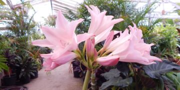 CRINUM POWELLII VAR ROSEA
