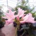 CRINUM POWELLII VAR ROSEA