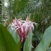 CRINUM AMABILE – PURPLE LEAF LARGE CRINUM TYPE LILY – AKA “QUEEN EMMA LILY”