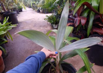 CRYOSOPHILA STAURACANTHA THE STAR PALM, ROOT SPINE PALM