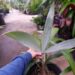 CRYOSOPHILA STAURACANTHA THE STAR PALM, ROOT SPINE PALM