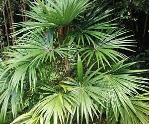 CRYOSOPHILA STAURACANTHA SMALL TO MEDIUM SIZED TROPICAL FAN PALM